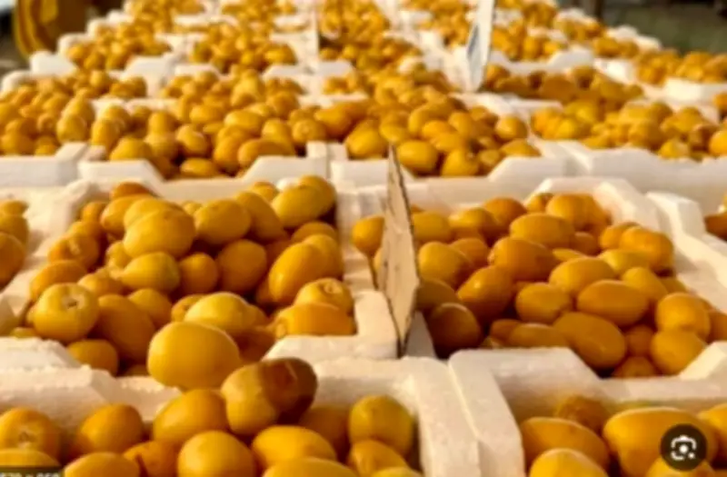 ارتفاع صادرات التمور السعودية إلى الهند بنسبة 25% في 2025