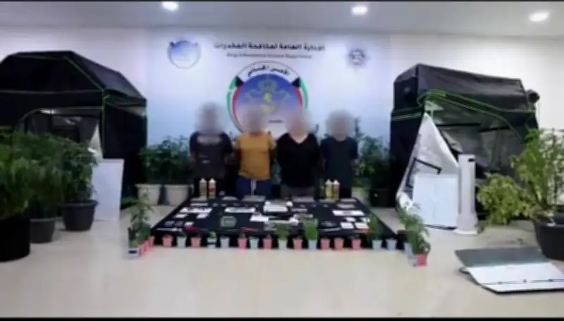 الكويت توجه ضربة استباقية لمزرعة ماريجوانا وتضبط 4 مواطنين