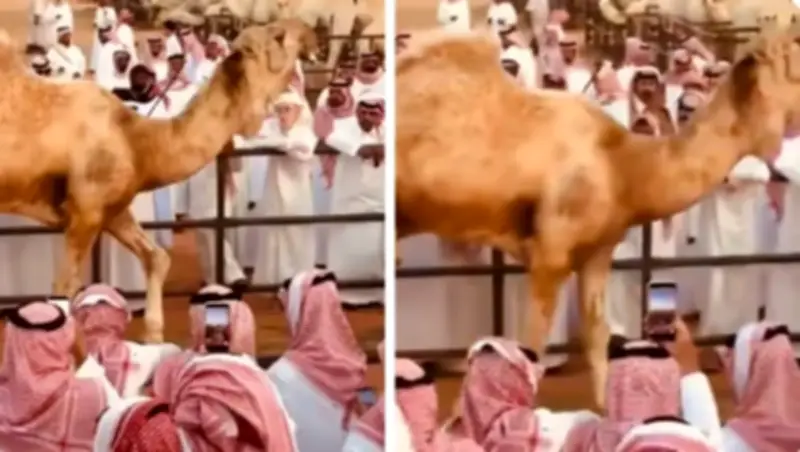 بالفيديو: السوم على جمل يصل إلى 4 ملايين و800 ألف ريال في مزاد علني