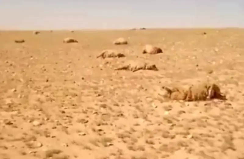 نفوق 400 رأس غنم في بادية تدمر بسبب نبتة سامة