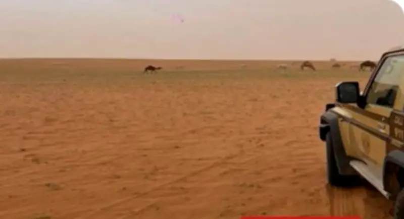 ضبط مخالف لرعي الإبل في محمية الإمام عبدالعزيز بن محمد الملكية