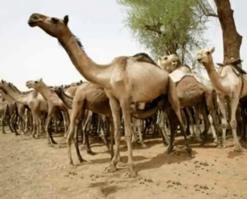 الكويت: سقوط أخطر عصابة تهريب مخدرات بعد إطلاق نار في إسطبلات الهجن