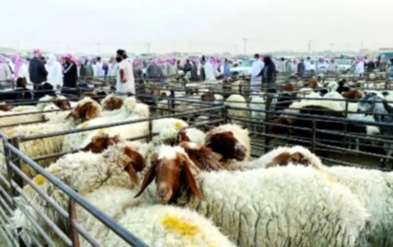 ارتفاع قياسي في أسعار الأضاحي بسوق رماح ينعش حركة البيع بالجملة