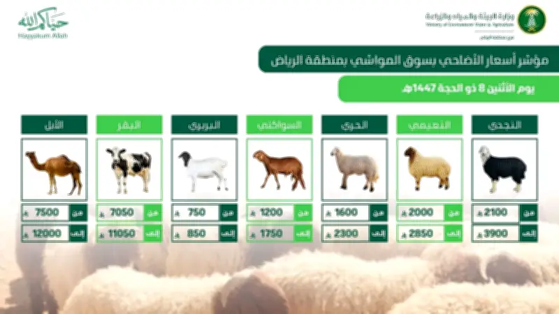 وفرة الأضاحي واستقرار الإمدادات في أسواق الرياض قبيل عيد الأضحى