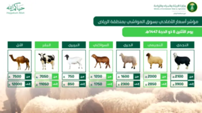 وفرة الأضاحي واستقرار أسعار المواشي مع رفع جاهزية أسواق الرياض لعيد الأضحى