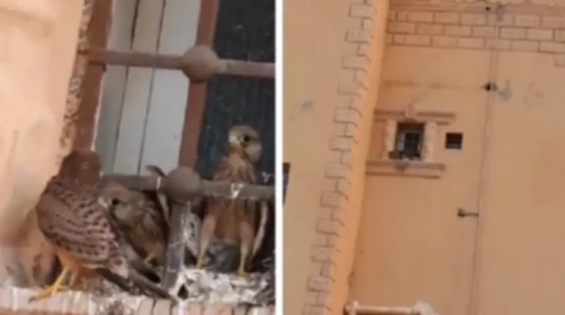 فيديو: نافذة منزل تتحول إلى عش صقور وقرار مفاجئ من صاحب العقار