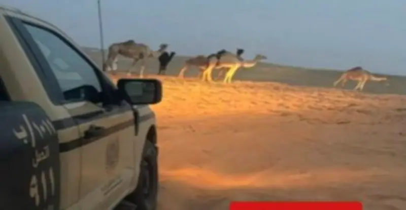 ضبط مخالف لرعي الإبل في محمية الإمام عبدالعزيز بن محمد