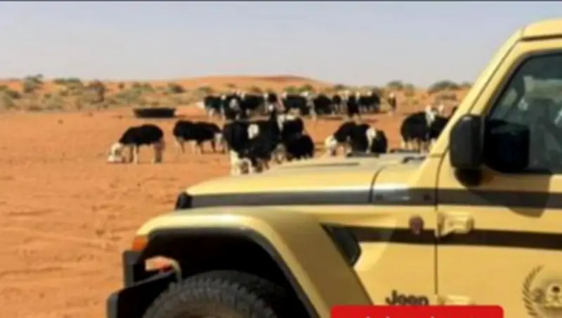 القبض على مواطن لتعديه على محمية الإمام تركي بالرعي الجائر
