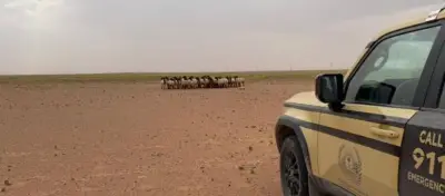 ضبط مخالفين للرعي وإشعال النار في محميتين ملكيتين بالسعودية