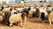 17 علامة لاختيار الأضحية السليمة بعيد الأضحى من خبراء المواشي