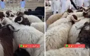 مزاد علني لخروف نعيمي يثير جدلاً بسعر يتجاوز 3 آلاف ريال