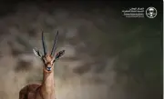 تمديد فترة تصحيح أوضاع الكائنات الفطرية للأفراد حتى 30 يونيو