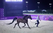 مهرجان بطولة العالم لخيل الجزيرة يختتم بمشاركة 348 جوادًا عربيًا أصيلاً