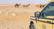 ضبط 40 متن إبل في محمية الإمام عبدالعزيز بن محمد الملكية