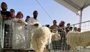 اختتام مهرجان أضحيتي 47 في بريدة بمشاركة كثيفة وفعاليات متنوعة
