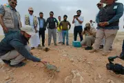 إطلاق 80 ضبًا في محمية الإمام عبدالعزيز بالتعاون مع إكسبو 2030 الرياض