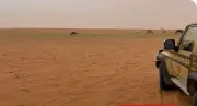 ضبط مخالف لرعي الإبل في محمية الإمام عبدالعزيز بن محمد الملكية