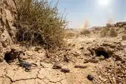 تحذير من ظهور الهوام السامة في هذه الفترة.. الحصيني يدعو للتحصن بالأذكار