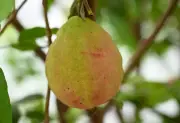 زراعة الجوافة الحمراء في نجران تعزز الأمن الغذائي والاستثمار الزراعي