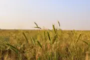 الزراعة البعلية في القصيم تعود بقوة كأسلوب مستدام لدعم الأمن الغذائي