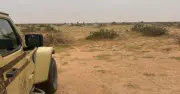 ضبط مخالف لرعي الإبل في محمية الملك عبدالعزيز الملكية