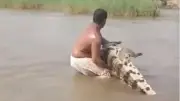 سوداني يواجه تمساحاً ضخماً في النيل ومشاهد تثير الجدل