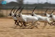عود المها العربي بعد عقود من جهود الحماية السعودية