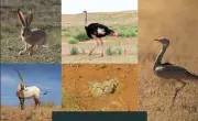 محمية الإمام تركي تجدد التزامها بحماية الكائنات المهددة بالانقراض