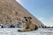 بعد جدل الكلاب الضالة.. تحرك حكومي مصري لحل الأزمة