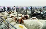 ارتفاع قياسي في أسعار الأضاحي بسوق رماح ينعش حركة البيع بالجملة