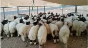 نصائح غذائية لطهي لحوم الأضاحي بشكل صحي في عيد الأضحى