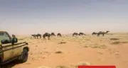 ضبط مواطن مخالف لنظام البيئة لرعي الإبل في محمية الإمام عبدالعزيز
