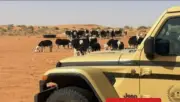القبض على مواطن لتعديه على محمية الإمام تركي بالرعي الجائر