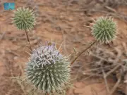 دراسة رائدة لمحمية الملك عبدالعزيز الملكية في مجلة Land الدولية