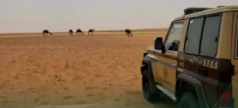 ضبط 33 رأس إبل في محمية الملك عبدالعزيز المخالفة للرعي