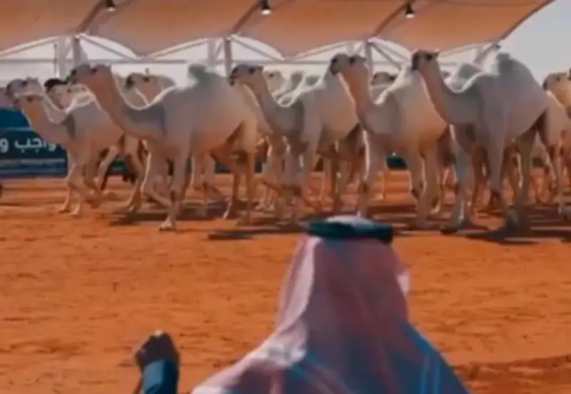 نادي الإبل يرفع نسبة الغزايز إلى 30% في شوطي بيرق الموحّد وسيف الملك