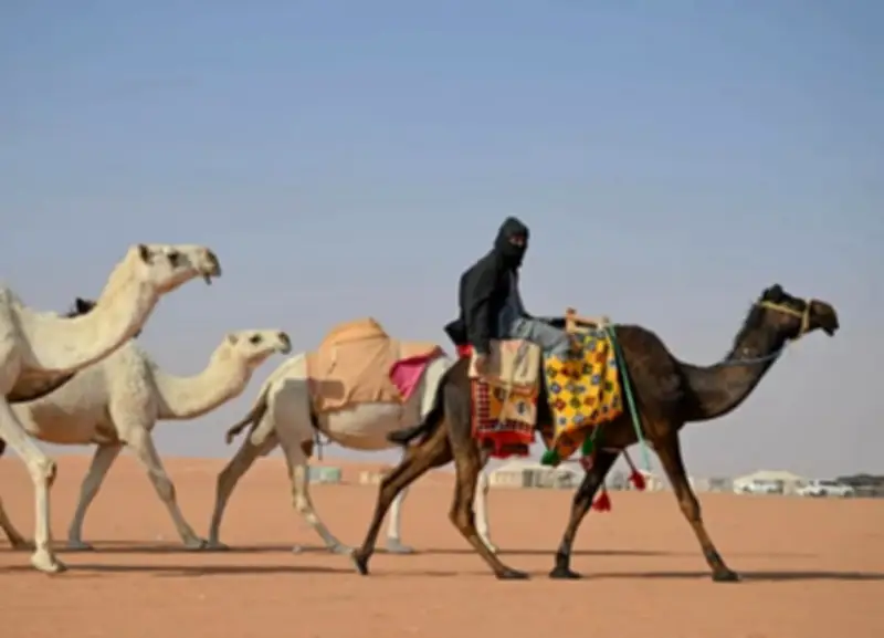 تطبيع الإبل: فن ترويض الجمال في التراث السعودي