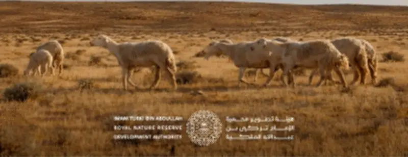 إطلاق برنامج الرعي الموسمي 2026 بمحمية الإمام تركي بن عبد الله