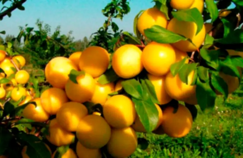 البرقوق يجذب السياح لمزارع عسير الجبلية مع موسم نضجه