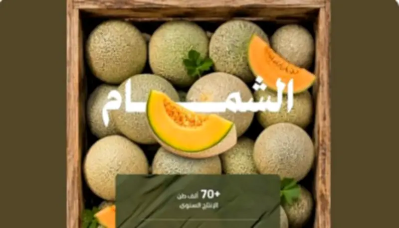 إنتاج المملكة من الشمام المحلي يتجاوز 70.5 ألف طن سنويًا