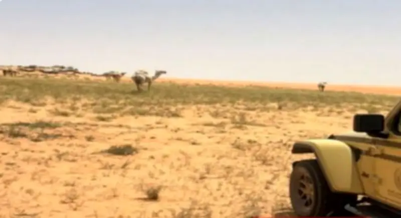 ضبط مواطن يرعى إبله في محمية الإمام عبدالعزيز بالرياض