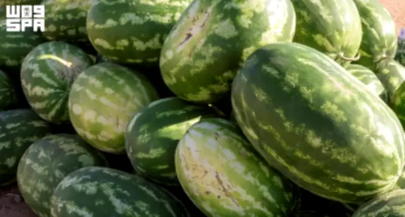 البطيخ يتصدر إنتاج الفاكهة في السعودية بأكثر من 620 ألف طن سنويًا