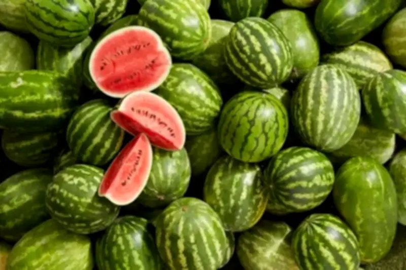 البطيخ يتصدر مشهد الصيف السعودي بإنتاج يتجاوز 620 ألف طن سنويًا