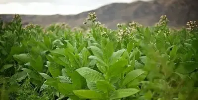بعد 200 عام من الغموض.. العلم يكشف خدعة النيكوتين البيولوجية