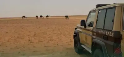 ضبط 33 رأس إبل في محمية الملك عبدالعزيز المخالفة للرعي