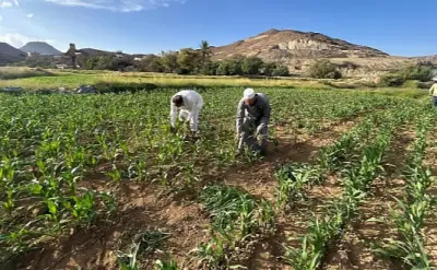 مزارعو عسير يواصلون تثميم حقول الذرة لتحسين الإنتاجية