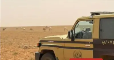 ضبط مواطن مخالف لنظام البيئة لرعي الإبل في محمية الإمام تركي