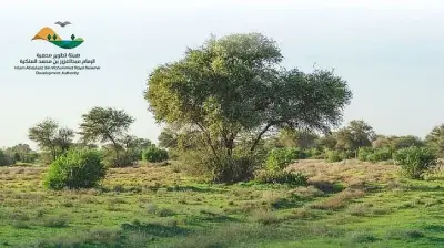 محمية الإمام عبد العزيز تفتح باب تراخيص الرعي الموسمي