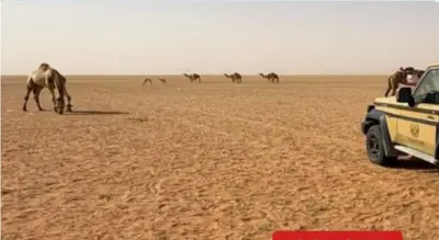 ضبط مواطن مخالف لنظام البيئة لرعيه الإبل في محمية الإمام عبدالعزيز