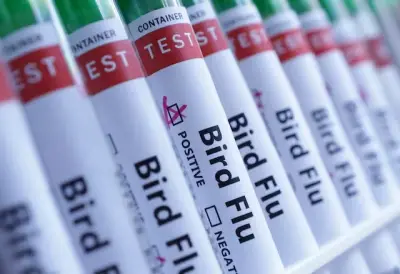 أستراليا تسجل ثاني إصابة بإنفلونزا الطيور H5N1 وتشدد الإجراءات